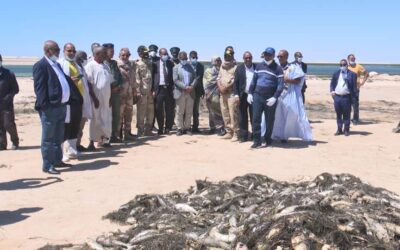 Echouage des mulets sur les cotes au large de Nouadhibou:clarifications du ministère des pêches