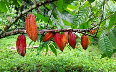 La science nucléaire aide à cultiver des plantes saines sur des sols sains