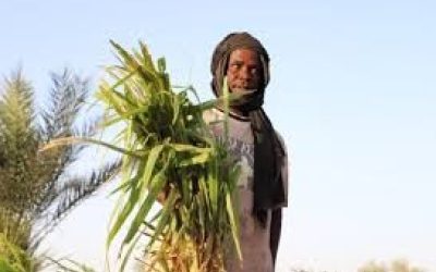 Ould Diay : le surplus en légumes et pommes de terre prévu dans une ou deux années sera exporté à l’extérieur