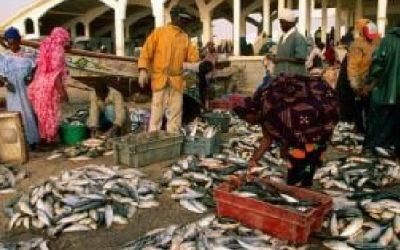 Eaux mauritaniens : les navires algériens autoriser à capturer 31 000 tonnes