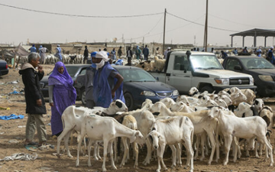 Marchés de Nouakchott-Nord : Éleveurs et consommateurs face au défi des prix de l’Aïd